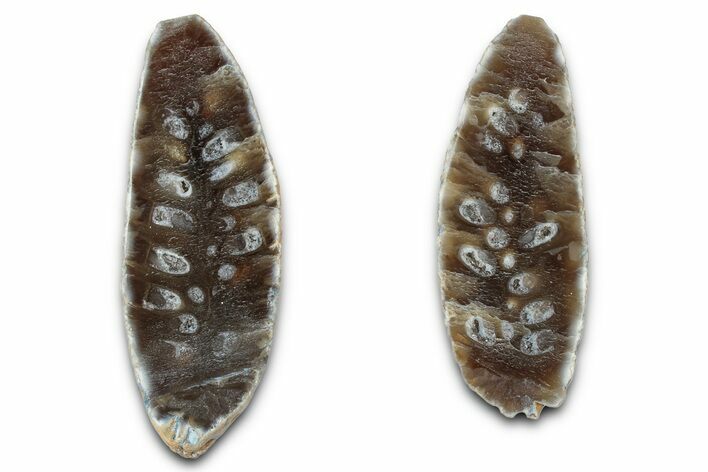 Cut & Polished Fossil Cycadophyte Cone - Boujdour, Morocco #346843